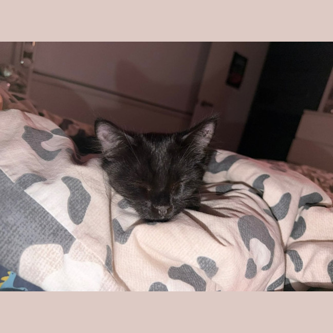 Photo of Licorice & Oreo