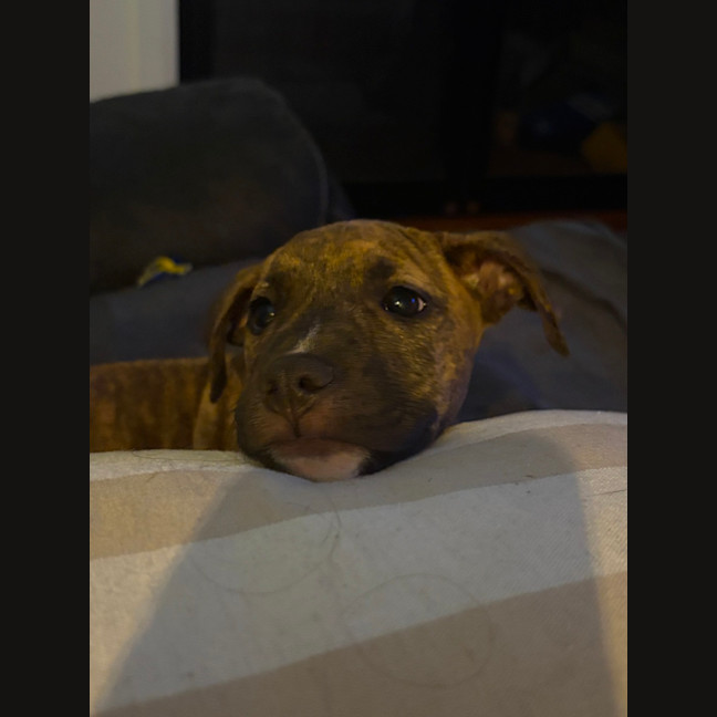 Photo of Nellie   9 Week Old Staffy X
