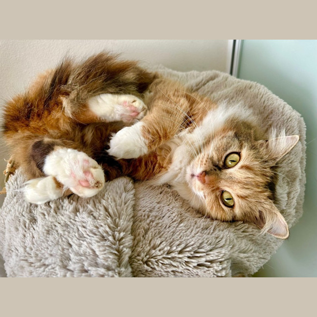 Photo of Violet