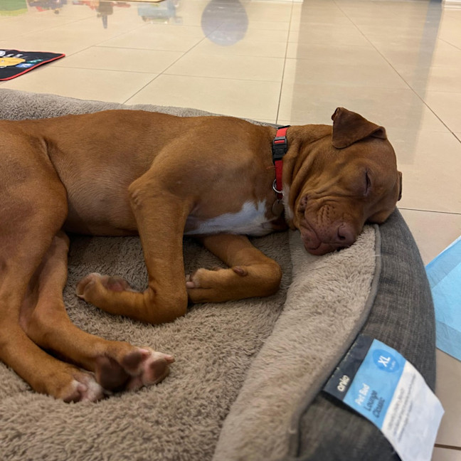 Photo of Tess