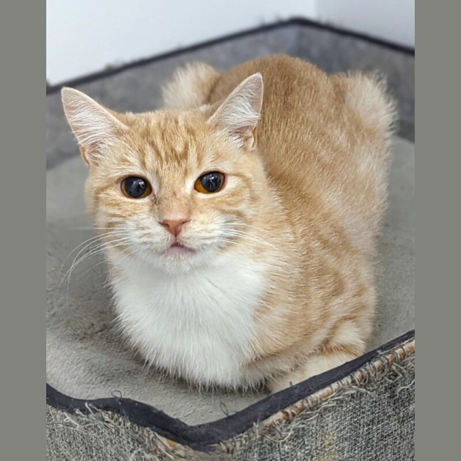 Photo of Marigold