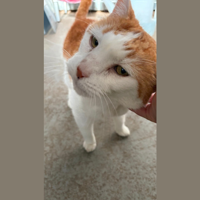 Photo of Marmalade
