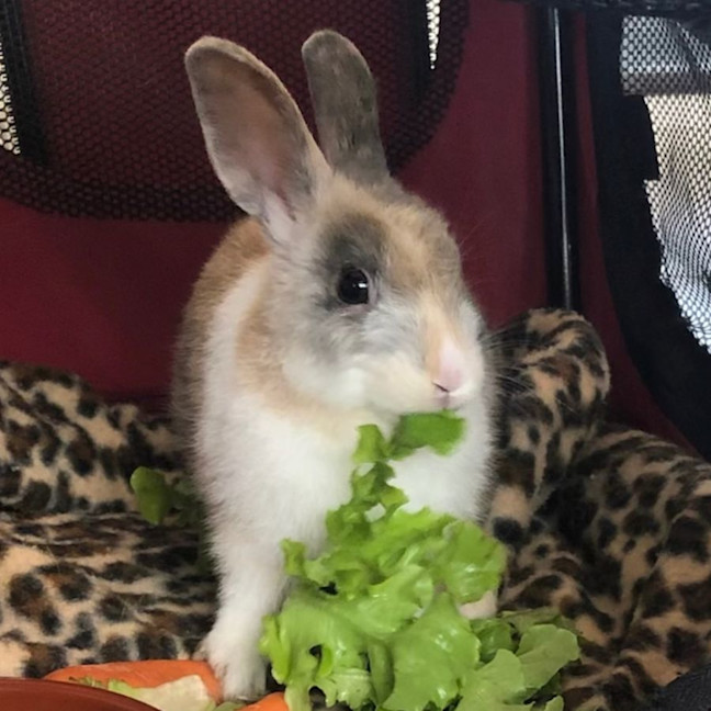 Photo of Bonza Bounca