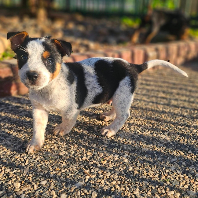 Photo of Scotch