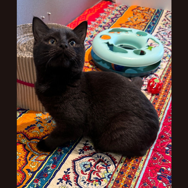 Photo of Shadow