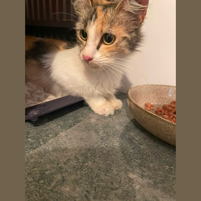 Photo of Pumpkin Suzy