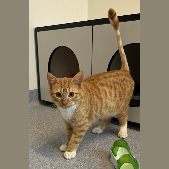 Photo of David Guetta (Bonded With Calvin Harris)