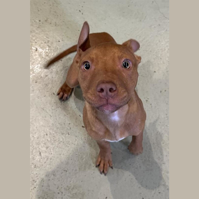 Photo of Nala