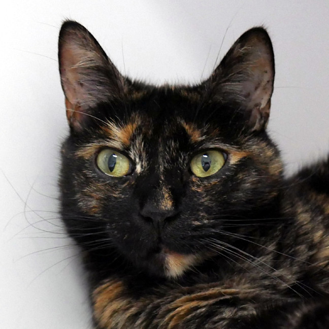 Photo of Luna Sua014781