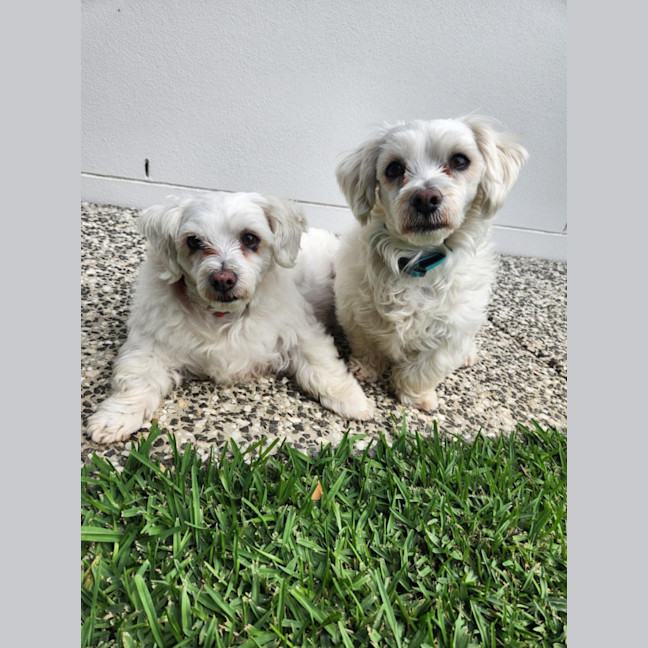 Photo of Ziggy And Mali