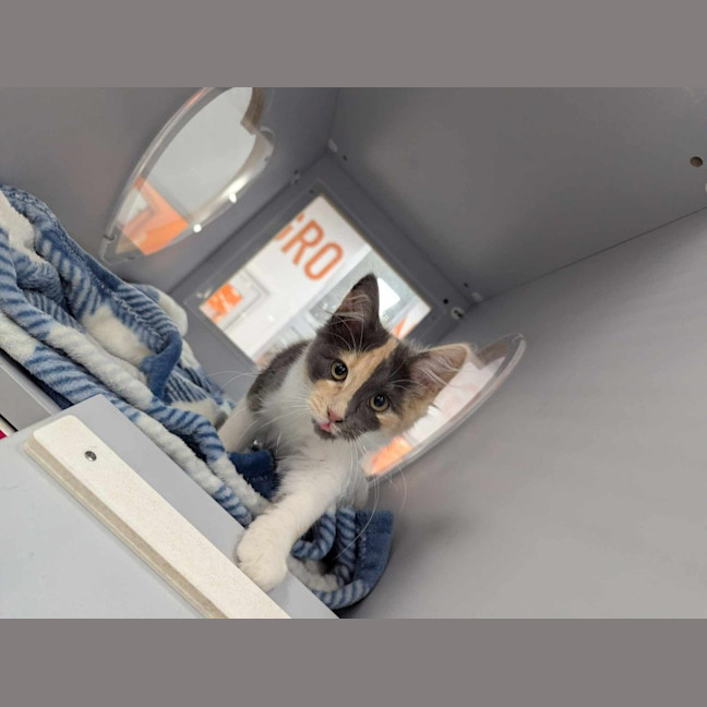 Photo of Betty Rubble 