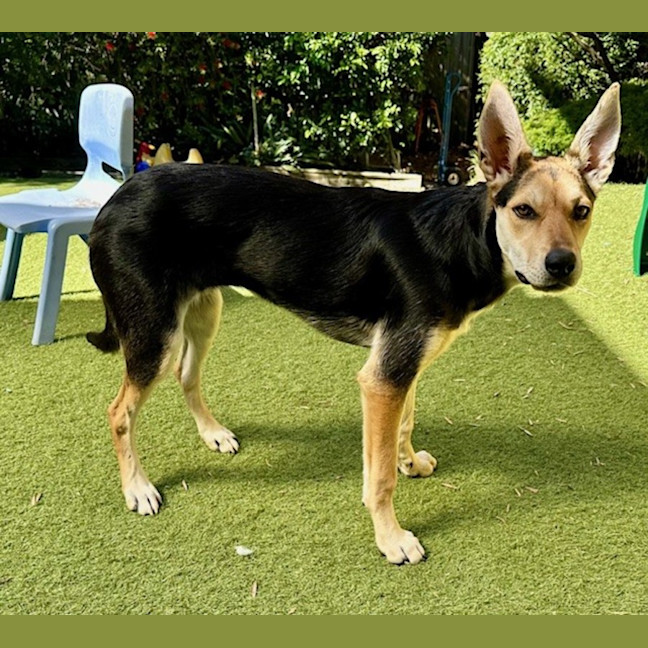 Photo of Bindi   6 Month Old Kelpie X