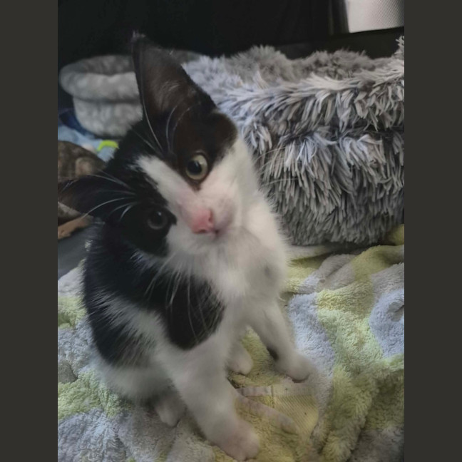 Photo of Poppy
