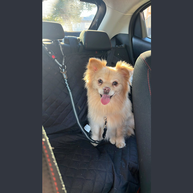 Photo of Clara   7 Year Old Pomeranian X
