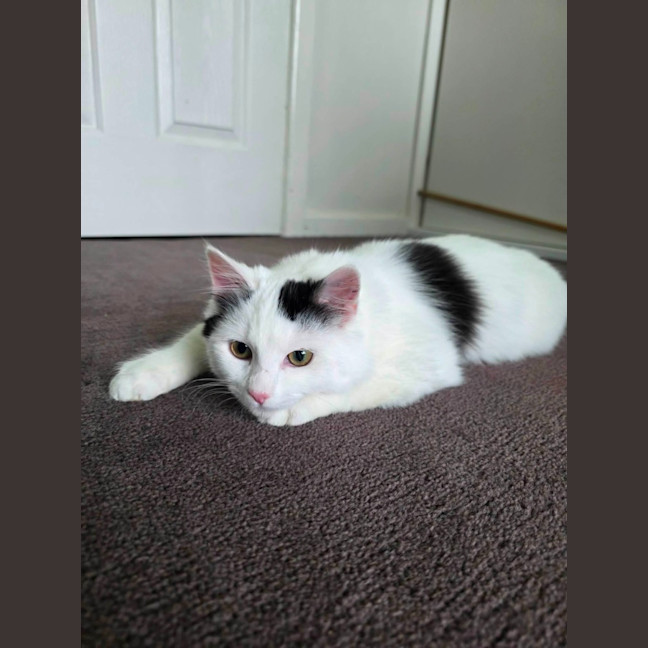 Photo of Wasabi
