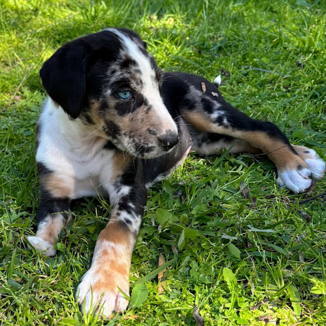 Photo of Kiwi