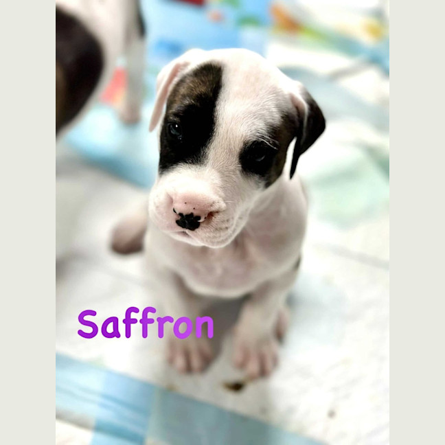 Photo of Saffron
