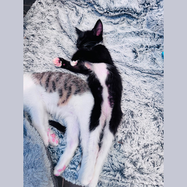 Photo of Coco