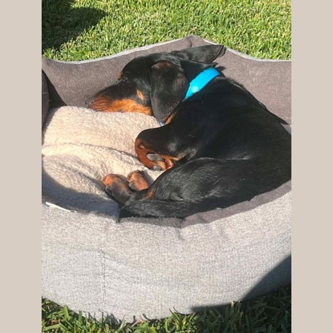 Photo of Mr Dash   9 Month Old Dachshund X Kelpie