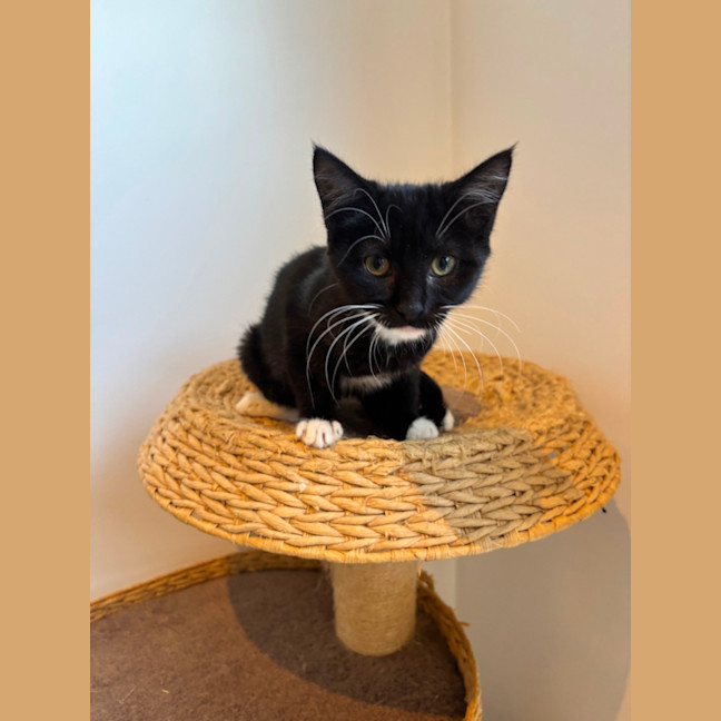 Photo of Pookie Meet Me@Petstock Mornington Nepean Hwy 