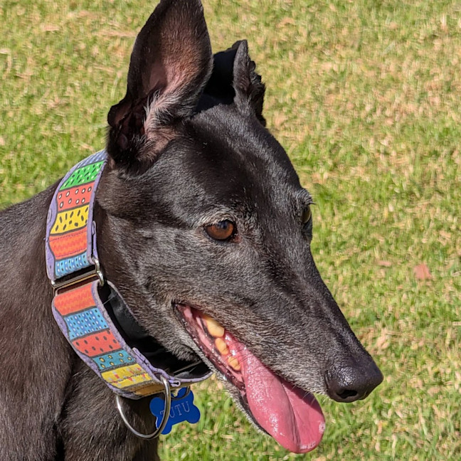 Photo of Tutu The Greyhound