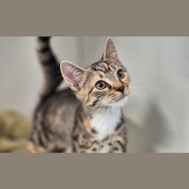 Photo of Calypso