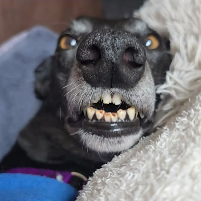 Photo of Maggie