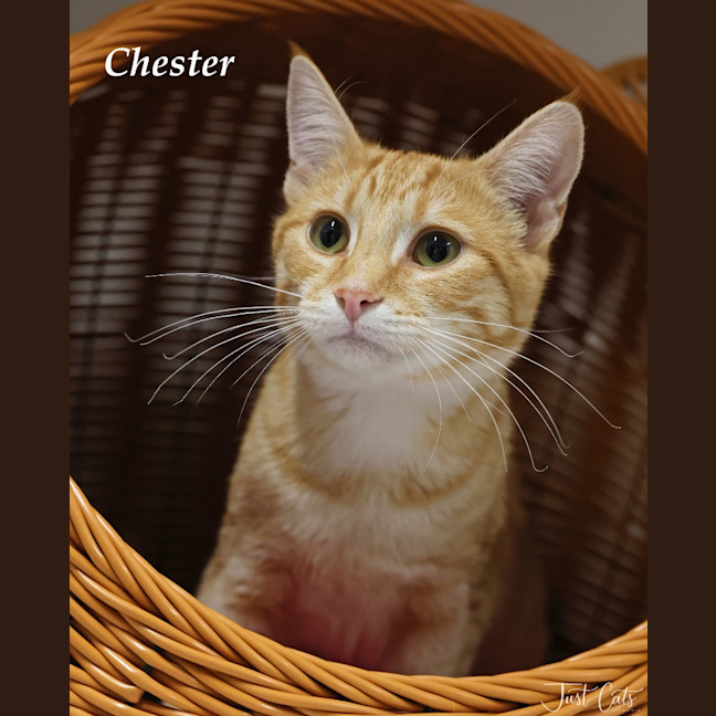 Photo of Chester