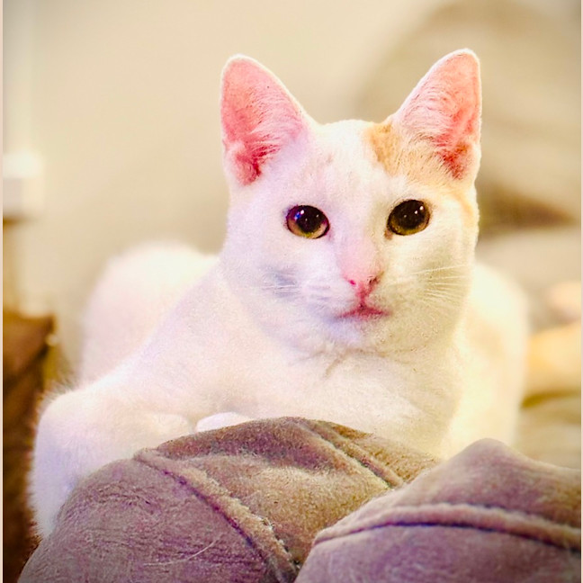 Photo of Chester