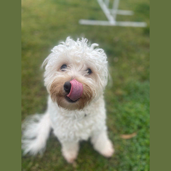 Photo of Nuggy