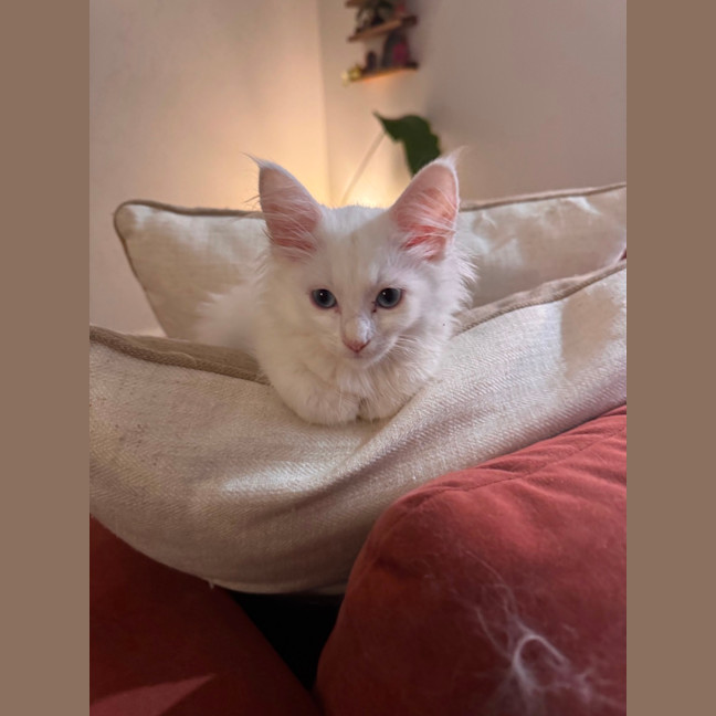 Photo of Spooky