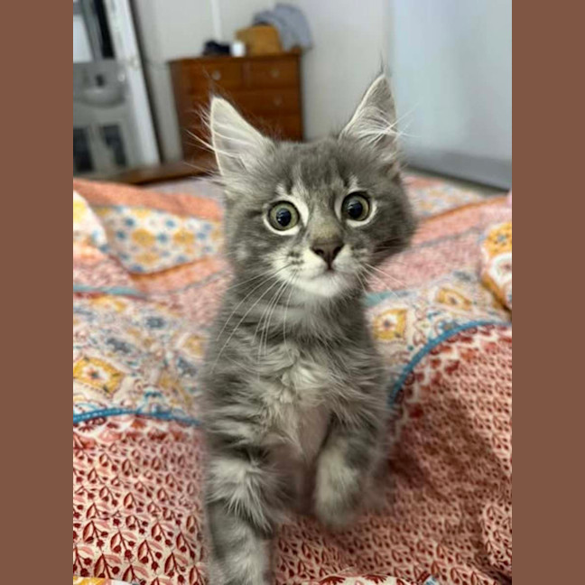 Photo of Winston