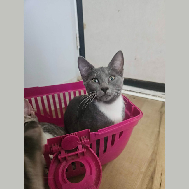 Photo of Poppy
