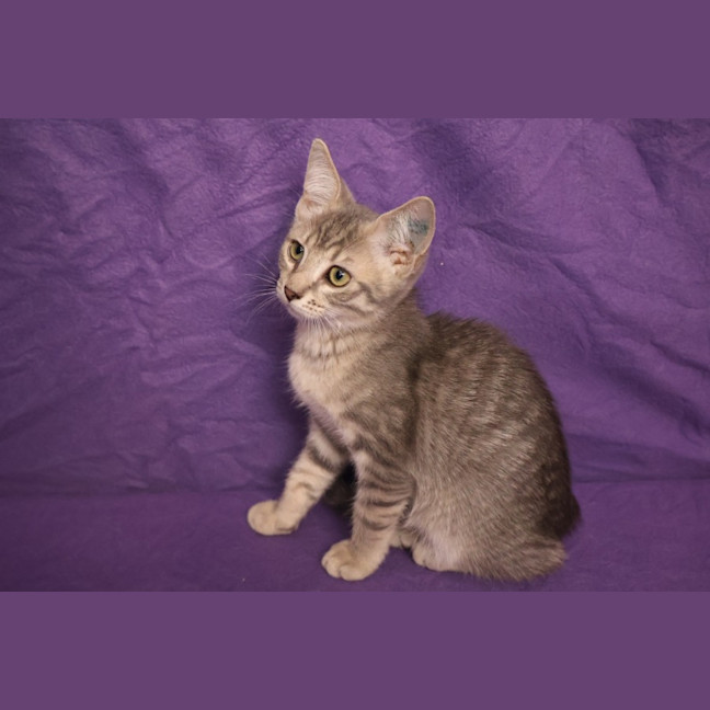 Photo of Minx