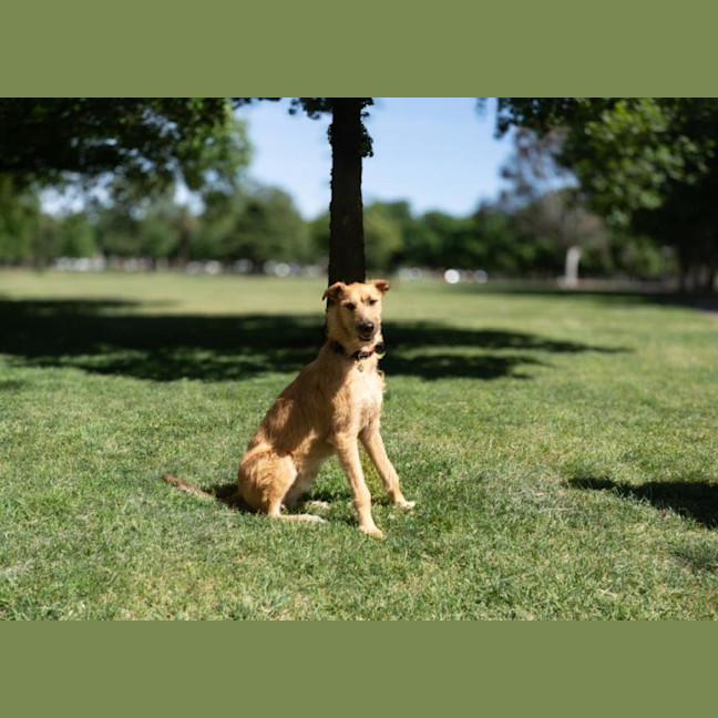 Photo of Rocky Gainsborough