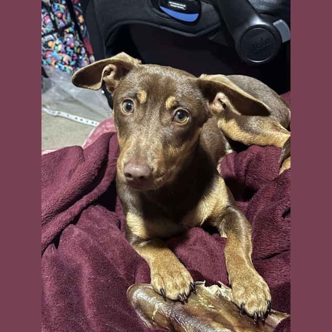Photo of Banjo