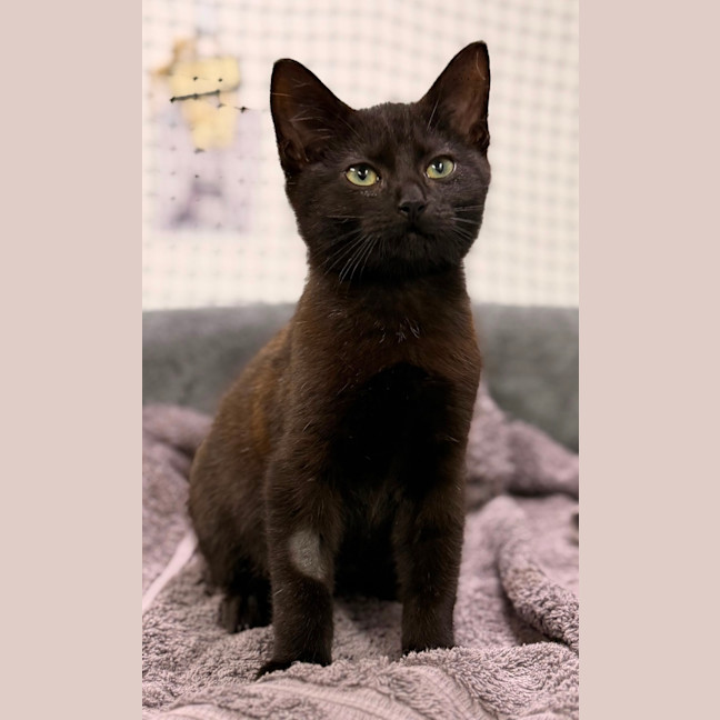 Photo of Nyx 