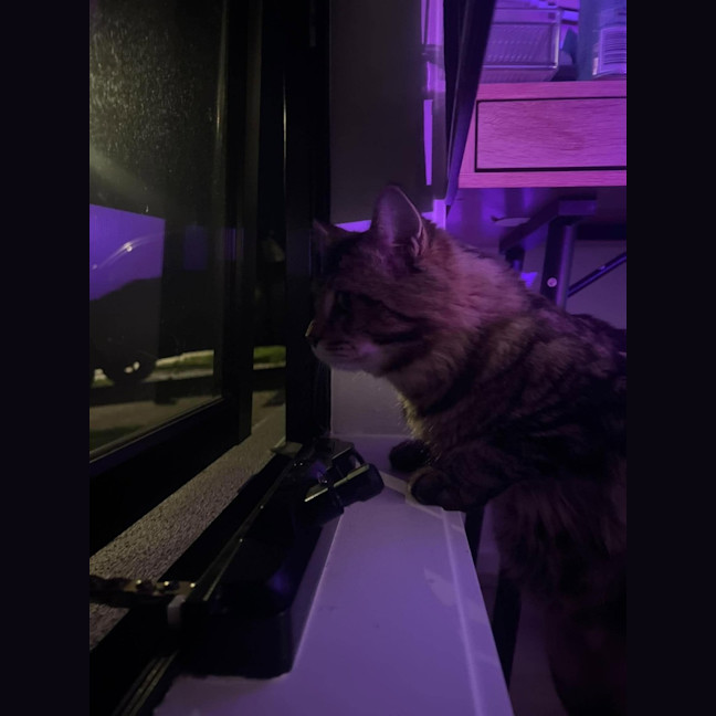 Photo of Benji