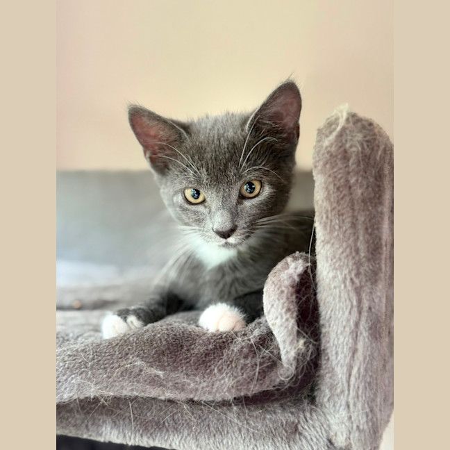 Photo of Mia 💕😽🐾