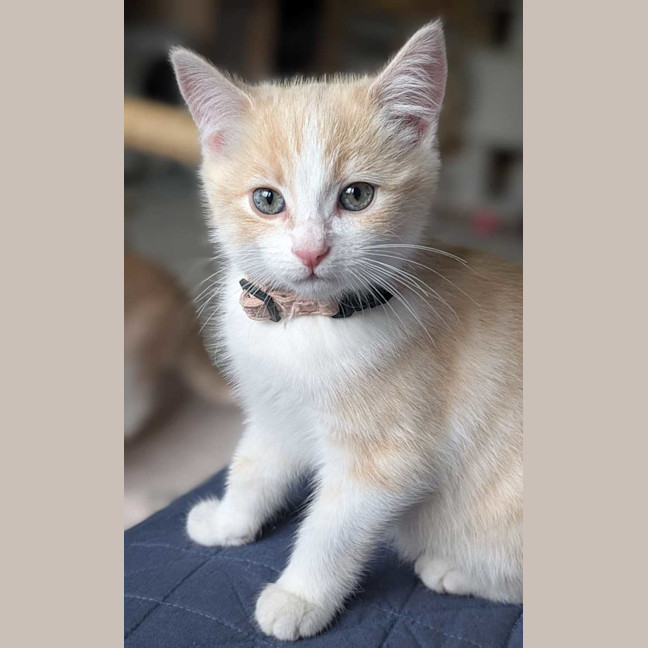 Photo of Piper