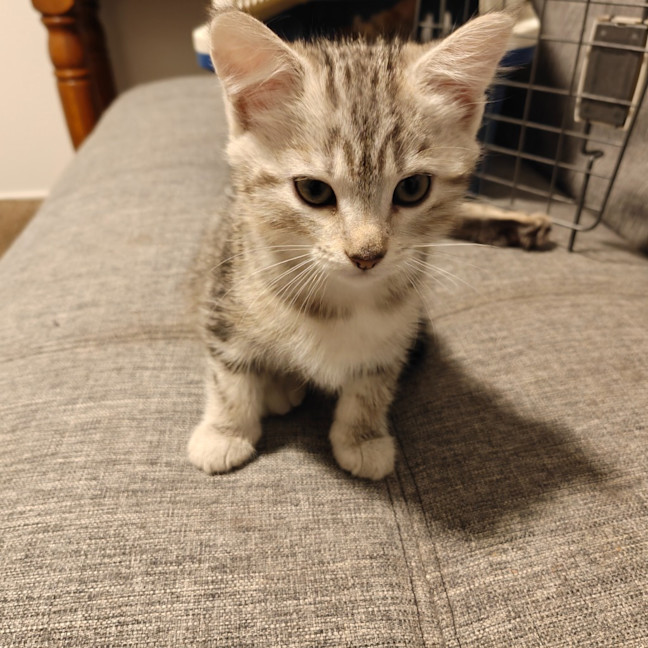 Photo of Kitten Bluebell