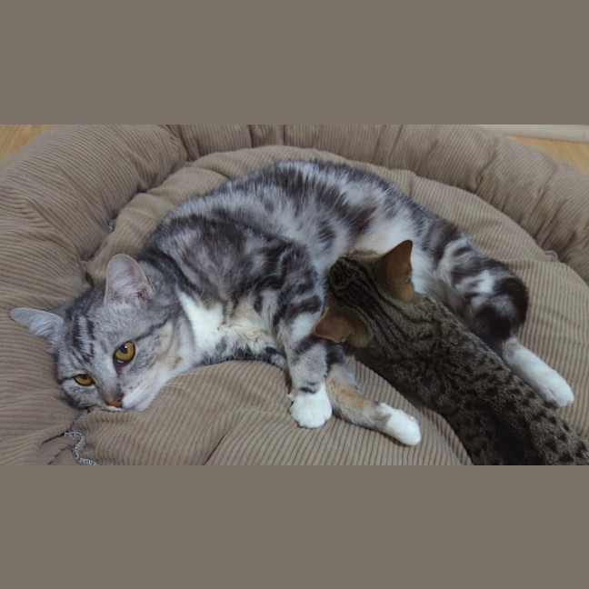 Photo of Bonanza