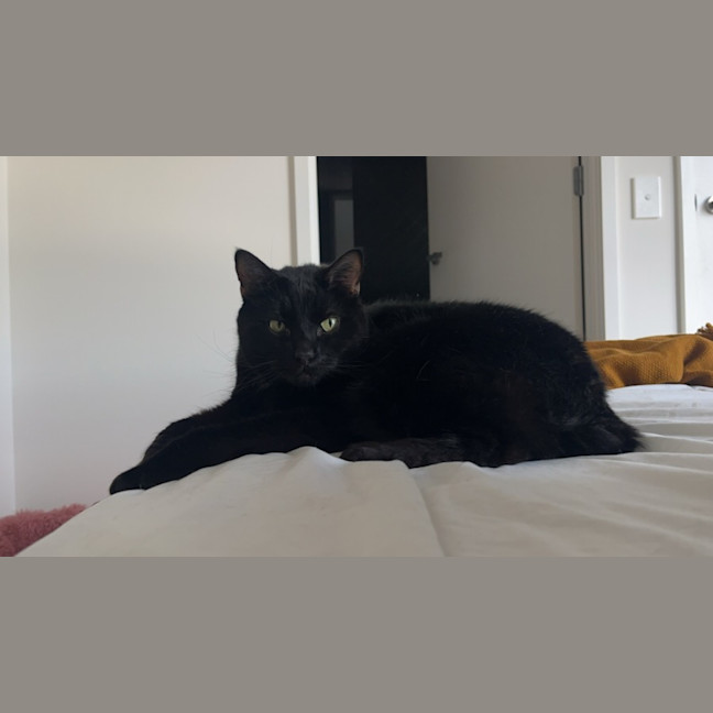 Photo of Blaze   Located In Windsor