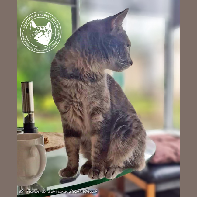 Photo of Marmie (Smokey)