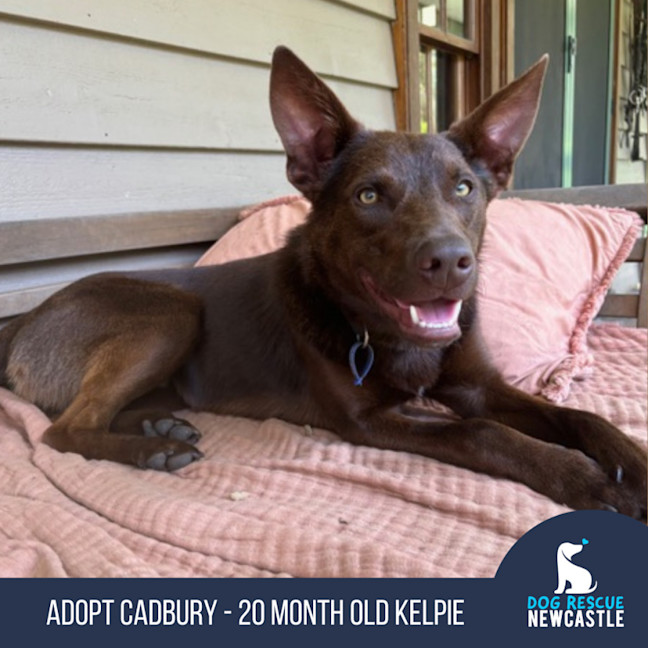 Photo of Cadbury   20 Month Old Kelpie
