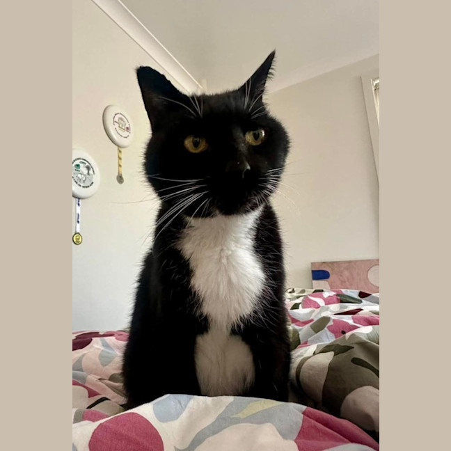 Photo of Socks 