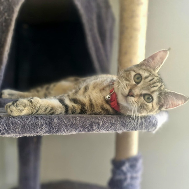 Photo of Chloe   Located In Wallan