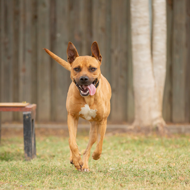 Photo of Scrappy Doo