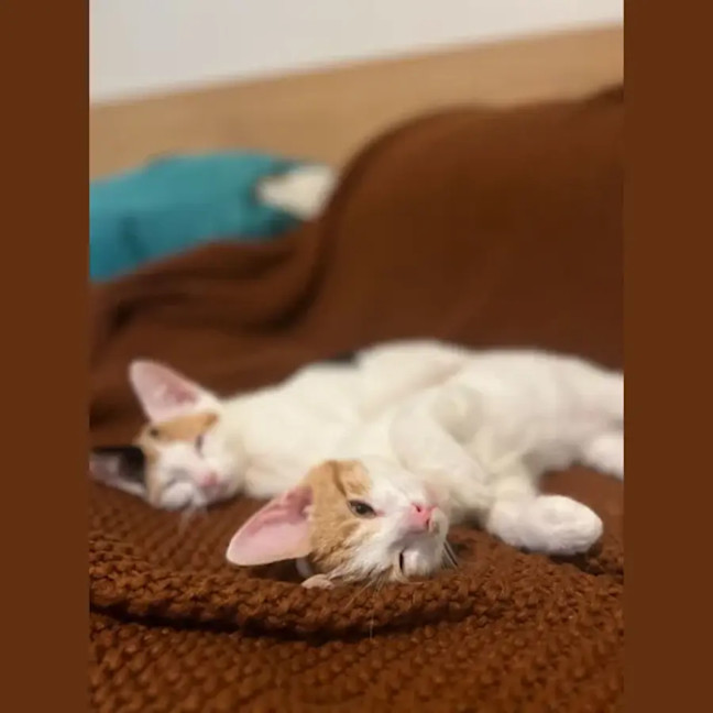 Photo of Berlioz And Aurora