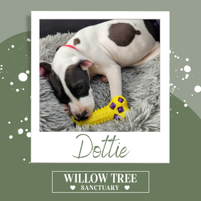 Photo of Dottie